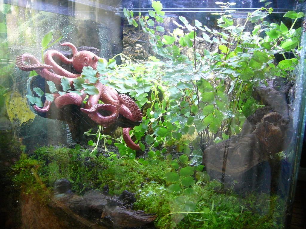 PNW Tree Octopus habitat! Dendroboard